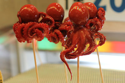Close-up of baby octopuses on sticks