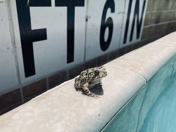 Stranded frog in pool