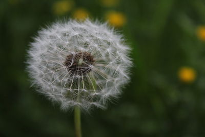 Close-up of dandelion