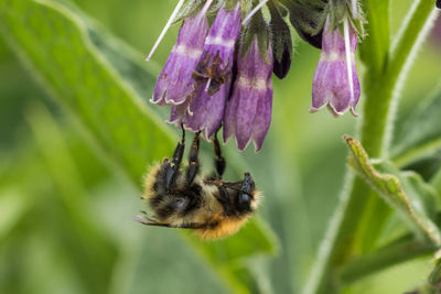 Close-up of bee pollinating on flower