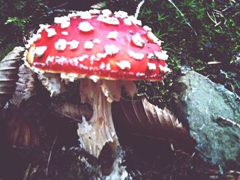 Close-up of mushroom in forest