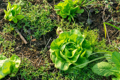 Plants growing on field
