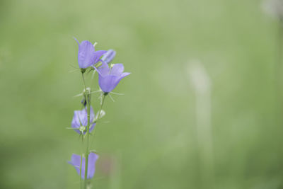 Close-up of purple flowering plant