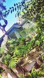 Low angle view of plants