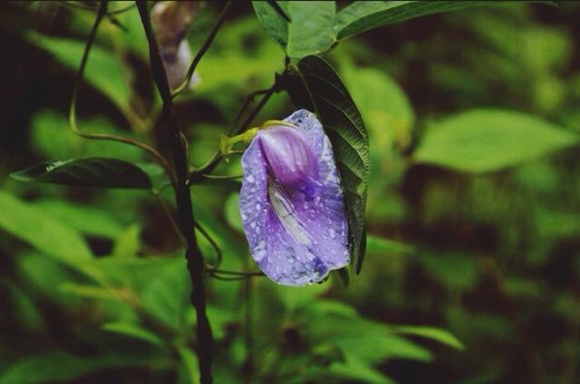 flower, purple, freshness, fragility, growth, petal, close-up, beauty in nature, flower head, focus on foreground, plant, nature, single flower, blooming, leaf, stem, pink color, blossom, in bloom, outdoors