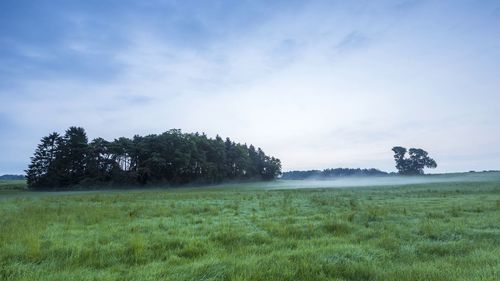 Trees on field against sky