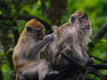 Close-up of monkey socializing and finding for ticks or fleas on a tree branch in the forest