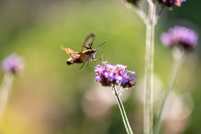 Close-up of butterfly pollinating on purple flower