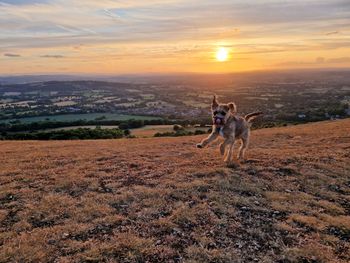 Dog running on field against sky during sunset