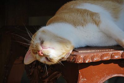 Close-up of cat sleeping