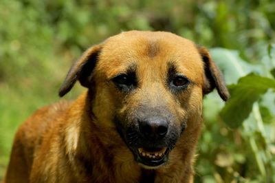 Close-up portrait of dog