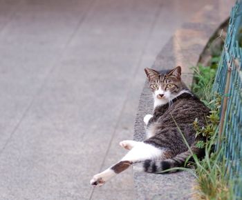 Portrait of cat relaxing on curb