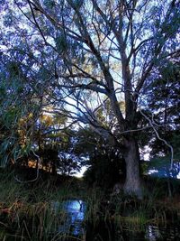 Low angle view of trees against sky