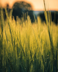 Close-up of wheat growing on field against sky