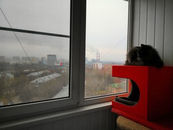Cat looking through window