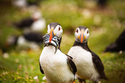 Puffin with