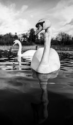 Black and white monochrome mute swan swans pair low-level water side view macro animal background