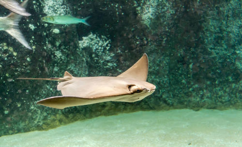 View of fish swimming in sea