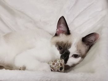 Portrait of a cat lying on bed