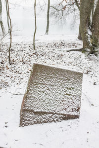 Bare trees against sky