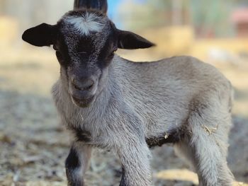 Close-up portrait of goat standing on field