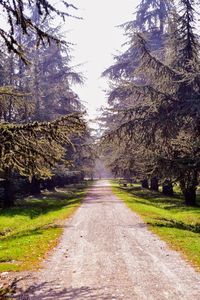 Road amidst trees against sky