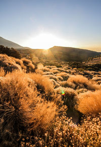 Scenic view of field against sky at sunset