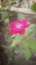 Close-up of pink flower blooming outdoors