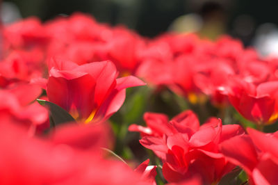Close-up of red flowers blooming outdoors