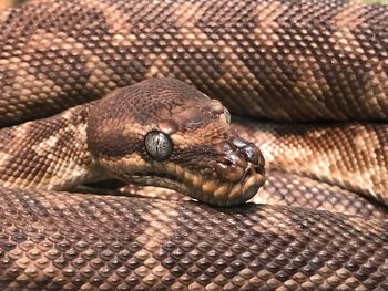 Close-up of lizard in zoo