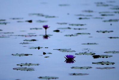 Close-up of purple flowers floating on water