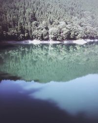 Reflection of trees in water