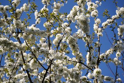 Low angle view of cherry blossoms against sky