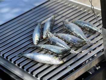 Close-up of fish on metal grate