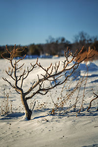 Bare tree on snow covered field against clear sky