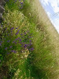 Close-up of purple flowering plants on land