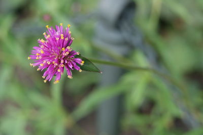 Close-up of pink flowering plant