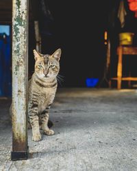 Portrait of cat sitting by pole on floor