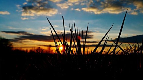 Close-up of plants on field against sky at sunset