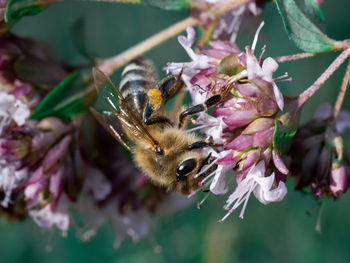 Close-up of bee pollinating on flower