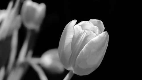 Close-up of flower against blurred background