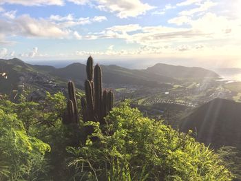 Plants by mountains against sky