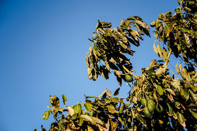 Low angle view of plant against clear blue sky