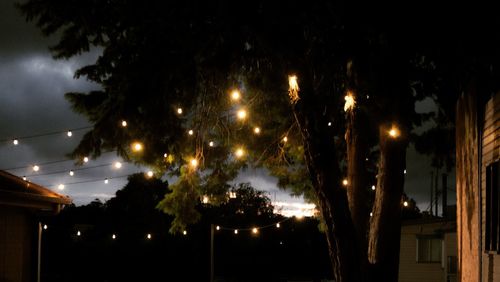 Low angle view of trees against sky at night