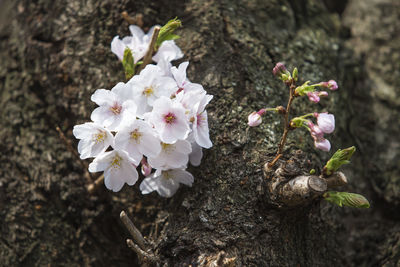 Close-up of white cherry blossoms in spring