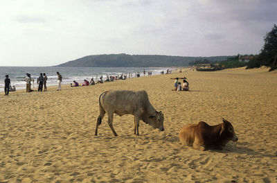 Horses on beach