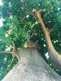 Low angle view of tree