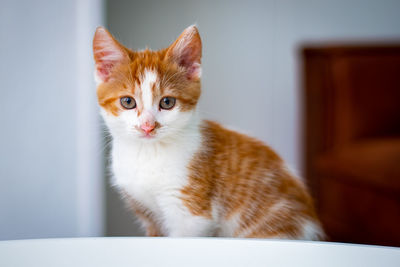 Portrait of cat sitting at home