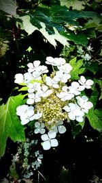 Close-up of white flowers blooming outdoors