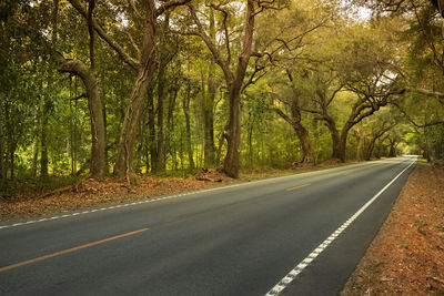 Empty road amidst trees in forest